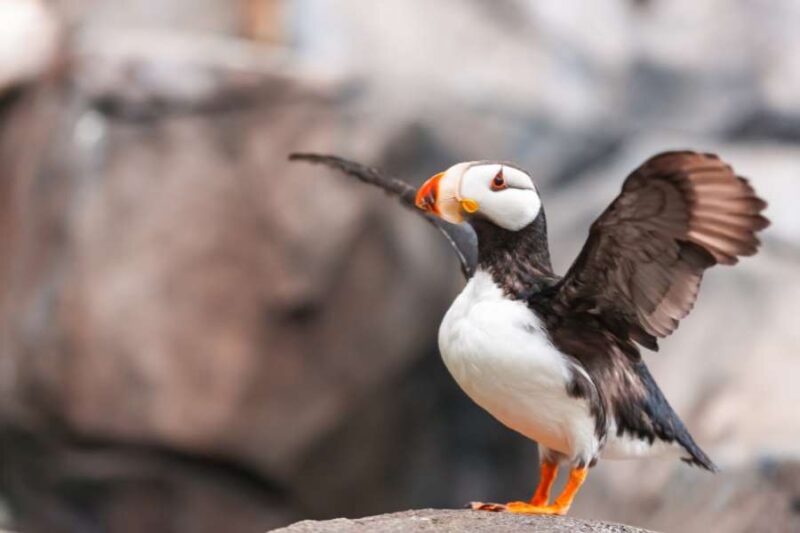 Puffins-in-Island-in-Hafnarholmi-beobachten-Reisen-mit-Nordic-Skandinavien-Spezialist