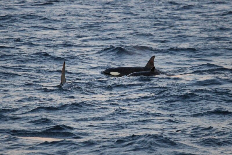 Orkas-in-Island-beobachten--Reisen-mit-Nordic-Skandinavien-Spezialist