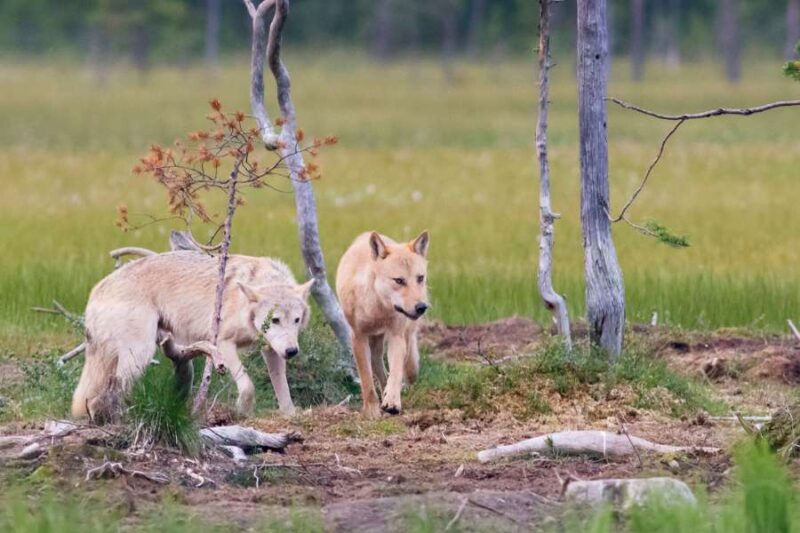 Wildtiere-in-Skandinavien-beobachten-Big-Five-Wolf