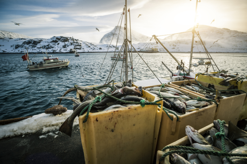 Fisch-fangen-Catch-and-Dine-auf-den-Lofoten-Reisen-nach-Nordnorwegen-mit-Nordic-der-Skandinavien-Spezialist