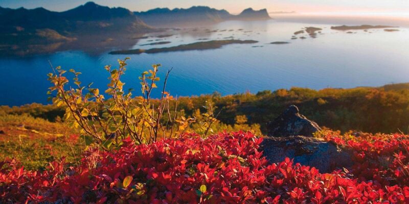 Herbstfarben-auf-den-Lofoten-Reisen-nach-Nordnorwegen-mit-Nordic-der-Skandinavien-Spezialist-®Nordnorge
