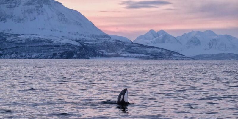 Walsafari-auf-den-Lofoten-Reisen-nach-Nordnorwegen-mit-Nordic-der-Skandinavien-Spezialist