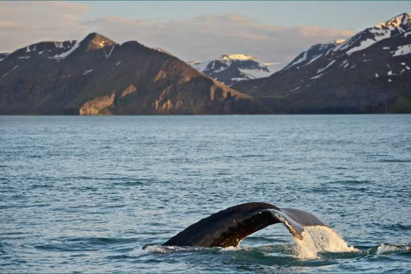 Walbeobachtung-in-Island-ist-ein-Spaß-für-die-ganze-Familie
