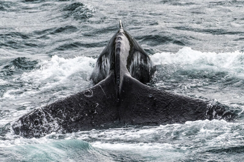 nordic-Hurtigruten-Island-Walbeobachtung-Island-115654-©-Hurtigruten-Karsten-Bidstrup