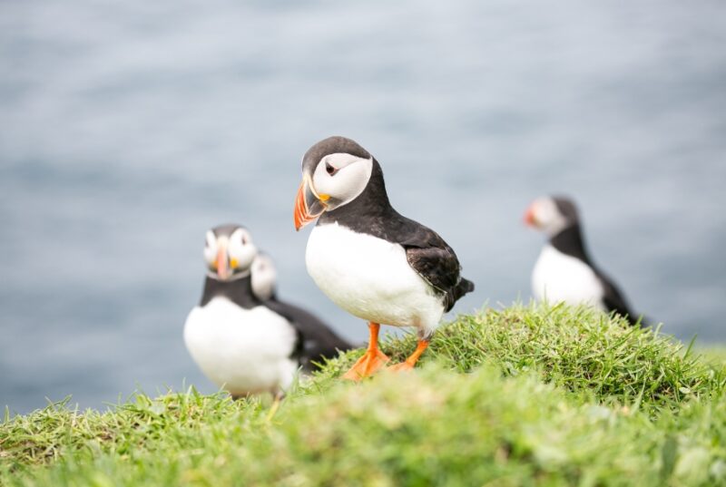 Papageientaucher-Puffins-auf-den-Faeroeer-Inseln-Reisen-nach-Skandinavien-mit-Nordic