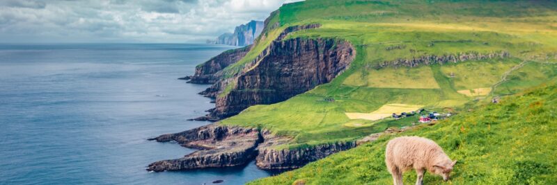 Schaf auf-den-Faeroeer-Inseln-Pracktische-Tipps-Informationen-Reisen-nach-Skandinavien-mit-Nordic