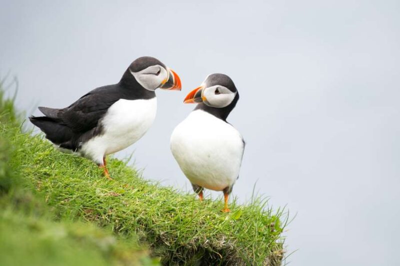 Zwei-Papageientaucher-Puffins-auf-den-Faeroeer-Inseln-Reisen-nach-Skandinavien-mit-Nordic