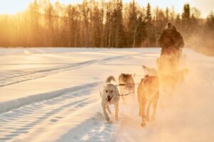 Husky-Tour-in-der-Kaamos-Lodge-in-Finnisch-Lappland-Reisen-mit-Nordic-der-Skandinavien-Spezialist