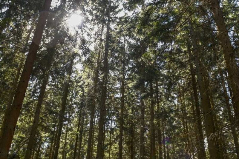 Gribskov-Wald-Reisen-nach-Daenemark-mit-Nordic-der-Skandinavien-Spezialist