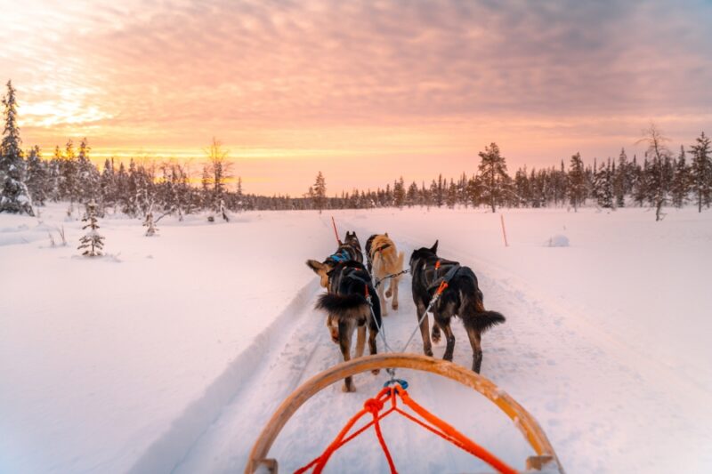 Husky-Tour-im-Winter-in-Lappland-Reisen-mit-Nordic-der-Skandinavien-Spezialist