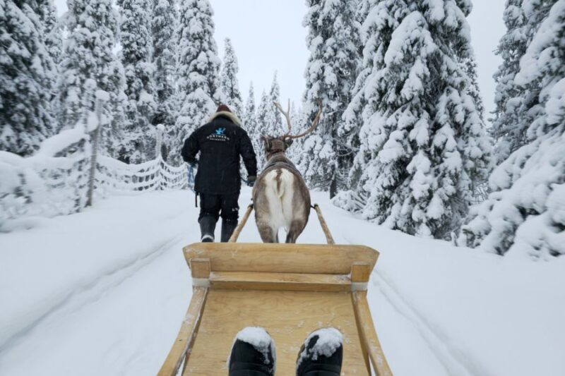 Fahrt-im-Rentierschlitten-in-Ruka-Lappland-Reisen-mit-Nordic-der-Skandinavien-Spezialist
