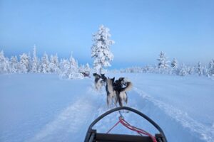 Hundeschlitten-Fahrt-am-Tag-im-Winter-in-Lappland-Reisen-mit-Nordic-der-Skandinavien-Spezialist