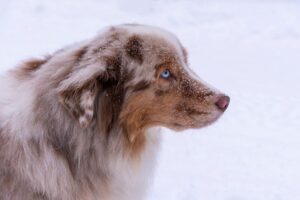 Husky-in-Lappland-Reisen-mit-Nordic-der-Skandinavien-Spezialist